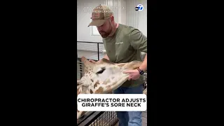 Chiropractor helps giraffe in need