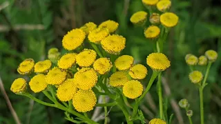 Рослина-компас, яку бояться мухи: пижмо звичайне (Tanacetum vulgare)