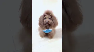 🐶 Cute puppy Funny  Cute Dog Pomeranian 😍 #FunnyPuppytiktok # 209