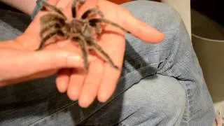 Rosie the Giant Tarantula at Butterfly Pavilion Colorado