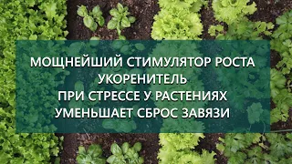 Мощнейший стимулятор роста с которым растения растет прямо на глазах! Делаем его сами!