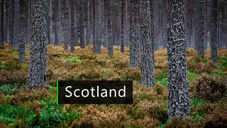 Nature sounds - Forest dawn chorus in Scotland