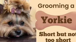 GROOMING a YORKIE in a cute short but not too short dog haircut.