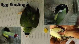 Egg Binding in Birds/ Finches . Egg Binding Cause and Solution/Treatment