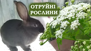 POISONOUS PLANTS THAT CANNOT BE FEEDED TO RABBITS! HARMFUL GRASS FOR RABBITS!