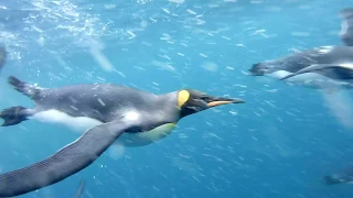 King Penguins underwater video