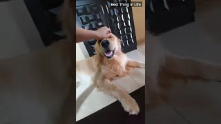 Probably Everyone Wants To Do THIS is Thier Life #shorts #ytshorts #dogsoftiktok  #goldenretriever