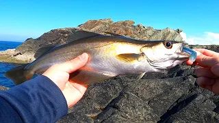 Lure Fishing in Wales | NON-STOP ACTION on Soft Plastic Lures