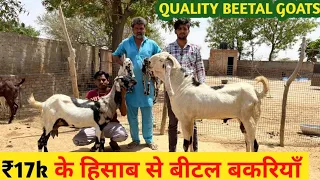 ₹17k के हिसाब से क्वालिटी की बीटल ब्रीड की बकरियाँ Quality Beetal Male Female Goats Collection