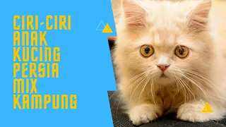 10 Ciri Ciri Anak Kucing Persia Mix Kampung yang Unik dan Menarik untuk Diketahui