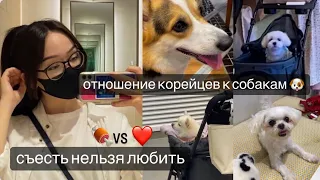 Правда ли, что корейцы едят собак? Как они на самом деле к ним относятся? 🐶💔