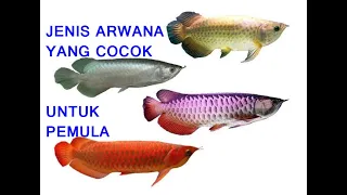 ARWANA UNTUK PEMULA