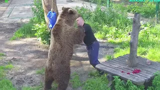 Ох, и Мачо этот Мася: нужно папу укусить и побороть🐻😍 Медведь Мансур