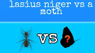 Lasius niger vs a moth