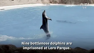 Loro Parque: Marine Parks Are Hellholes for Animals