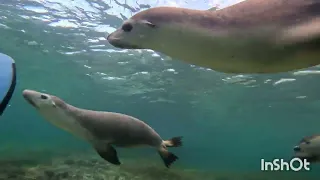 Sea Lions WA