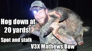 Spot and stalk wild hog hunt TN with V3X Mathews bow