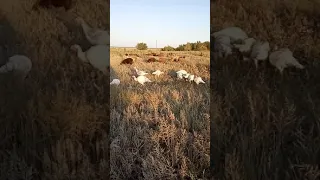 Утро в деревне...