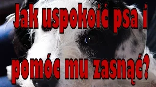 Jak uspokoić psa i pomóc mu zasnąć? Usypiająca muzyka dla psiaka i kociaka