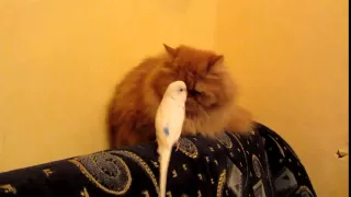 Попугай достал кота:) Смешные животные!