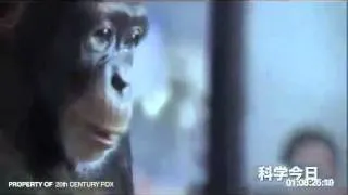 Monkey with an AK 47 обезьяна с ак 47 HD mp4