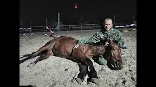 Обучение лошади команде "лежать!"через трапецию и поклон.Teaching the horse to lie down!