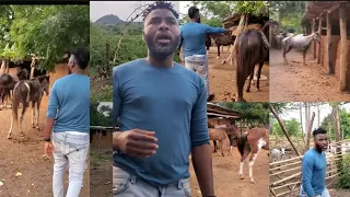 IBRAHIM CHATTA SHOW OFF HIS OVER 50 HORSES, COWS, RAMS AND 10 HACTARES OF LAND FOR LOCATION VILLAGE