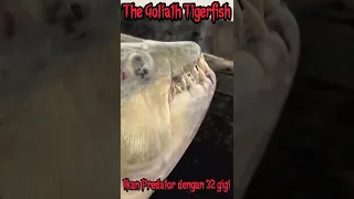 Ngerinya Ikan Predator