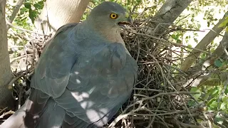 Falcon mother just hiding babies from camera @natureplusbeauty