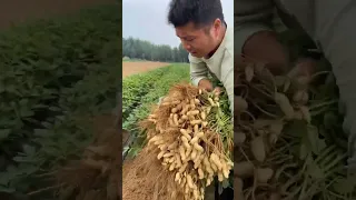 Peanuts Harvest #satisfying #shot