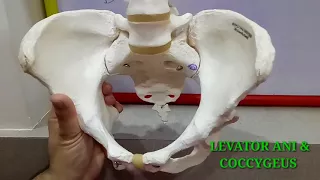 BONY PELVIS PART-1 BY DR MITESH DAVE