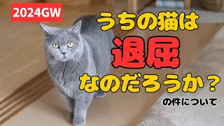 猫たちは毎日、退屈なのだろうか？GWに退屈な飼い主がふと思っちゃいました！笑【ブリティッシュショートヘア・スコティッシュフォールド】