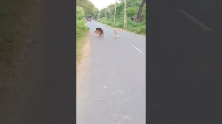 desi dog mating 😱/बीच सड़क पे mating dog😱