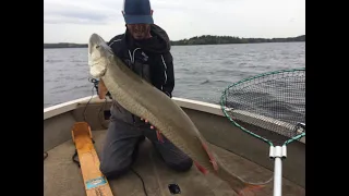 Lake Vermilion Late Fall Muskies 2017