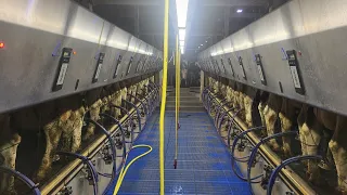 Milking Cows In Delaval Parallel Parlor