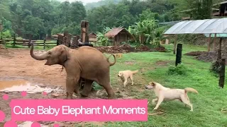 Cute And Funny Baby Elephant Videos Compilation