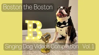Singing Boston Terrier Montage Vol.1