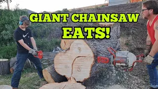 Giant Mercury Kiekhaefer 2 Man Twin Cylinder Chainsaw Eatin' Silver Maple