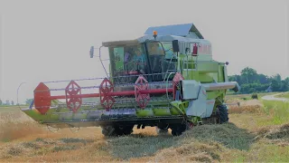 Żniwa z Claas'ą 🌾 Pszenica ozima 🌾 Żniwa 2O2O | Claas Mega 208 🌾  Agrofarm