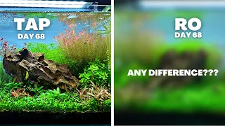 IS RO BETTER THAN TAP IN A PLANTED TANK? MY EXPERIENCE AFTER 10 WEEKS