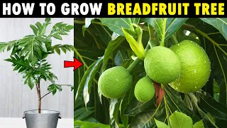 Breadfruit Tree Growing | How To Grow Breadfruit Tree (dwarf jackfruit)