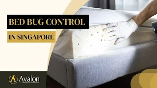 Bed Bug Control in Singapore