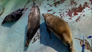 Жизнь замечательных тюленей в Калининградском зоопарке