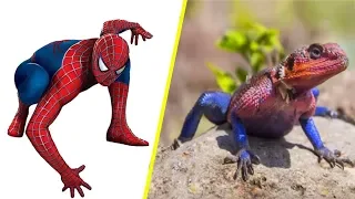 Superheroes In Real Life As Animal