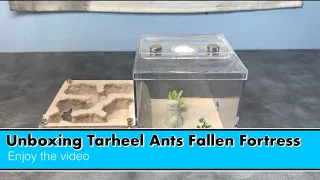 Unboxing Tarheel Ants Fallen Fortress and moving my Camponotus Castaneus colony into it.