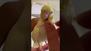 What Happens After Hand Feeding a Baby Cockatiel