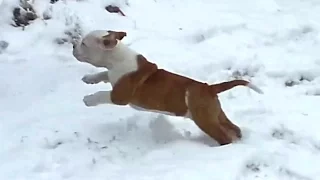 Puppies Discovering Snow For The First Time