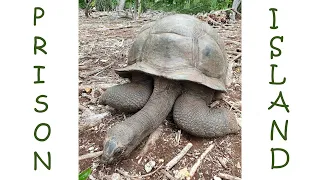 Zanzibar.Prison Island. Seychelles Turtle Island.Занзибар.Остров Призон.Остров Сейшельских черепах.