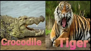 Tiger vs Crocodile ||fight