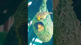 Weaver Birds Build a bird's Nest